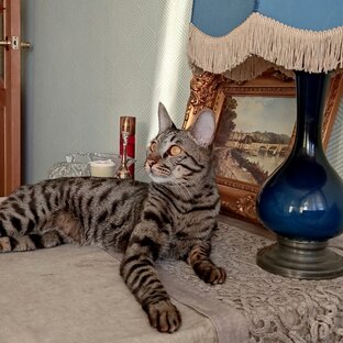 Их котейшества. Главный герой - кот Платон. И другие котики из моей жизни 😻