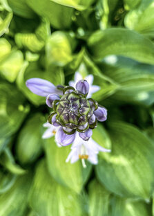 Интересные факты о цветах