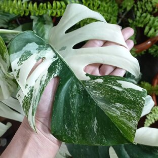 Монстеры🌷Комнатные растения