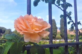 Про ароматы