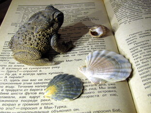 5. Литературное