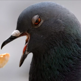 Из жизни голубиной.