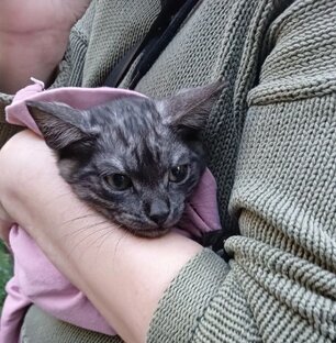 Котёнок Дымок