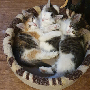 Мои кошки