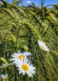 Колесо года