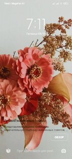 Ох , ёлки зелёные ! 