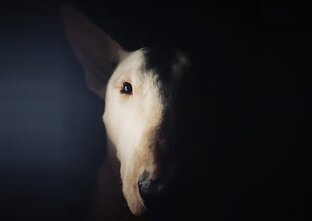 Кокосовые истории