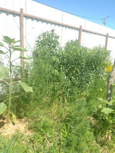 ://lopata🌻ичeснок