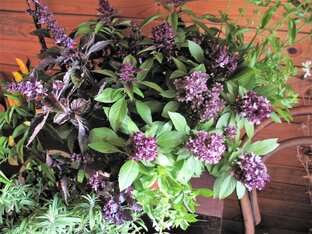  Пряные травы