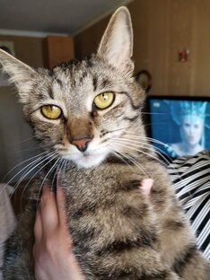 Гризли - саваннаф5. 