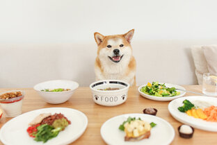 Все о питании для питомцев