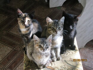 Жизнь вокруг кошек.