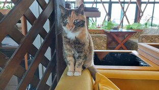 Котики и кошечки, видео