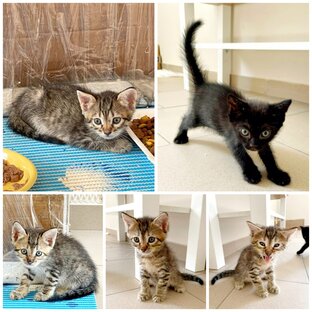 Мы ищем дом 🐱