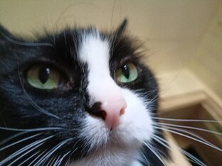 про котиков