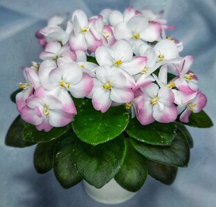 Фиалки бывают разные 