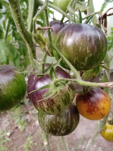 Козула-179(желтая зебра)