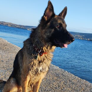 Немецкая овчарка Тайсан