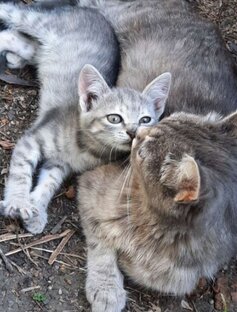 Кошечки ❤️ Собачки 