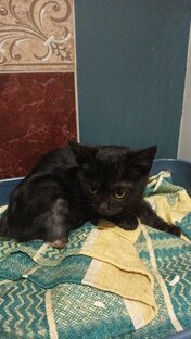 ЛЮБОЧКА - спасение. Котёнок с обездвиженной лапкой