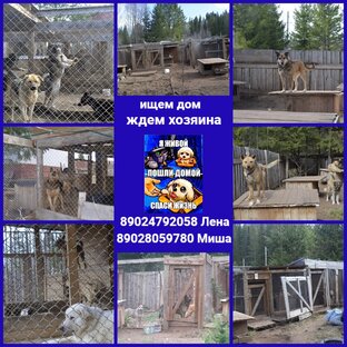 Жизнь Хвостов у нас в ЯЖивом 
