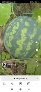 Огород