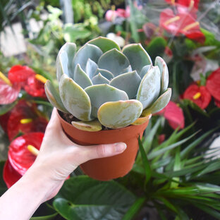 Комнатные растения