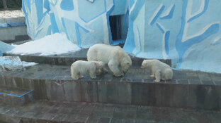 Белые медведи Новосибирского зоопарка, видео
