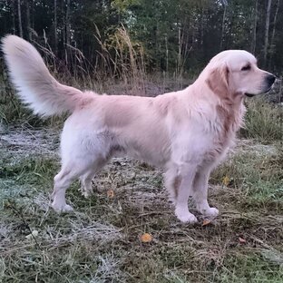 Собака для семьи