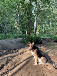 Собака из приюта