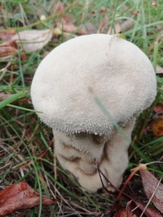 Грибные инопланетяни