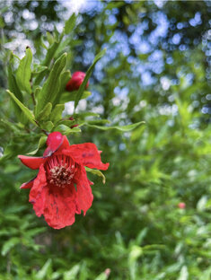 Интересные факты кусты и деревья