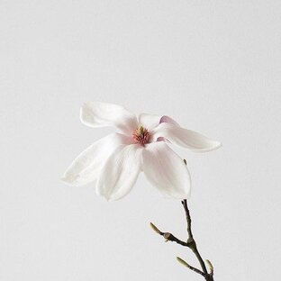 Экоминимализм