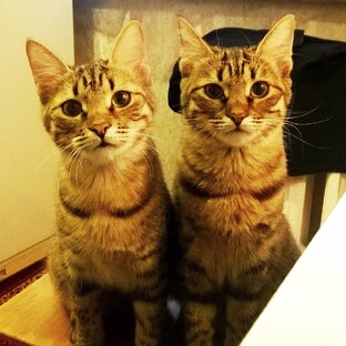 Фотоподборки с кошками