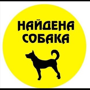Найдена собака, щенок. 