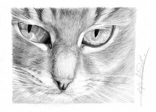Кошка