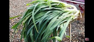 ЛУК ПОРЕЙ от А до Я