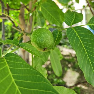 Грецкие орехи 