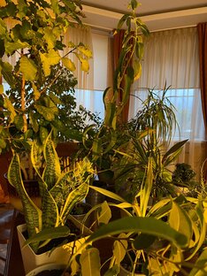 С мира по растению