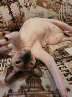 Доставка еды Санкт-Петербург 