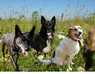 Марик, Яся, Туся