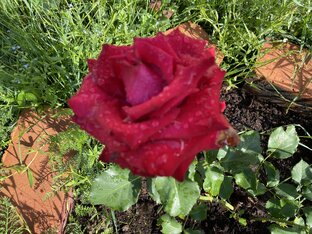 Мой цветочный рай