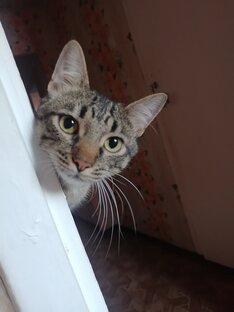 Кошка Алиса и её дети Чип и Дейл 