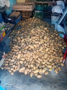 Картошка 2022👍✊🥔
