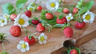 Копалочки & Сажалочки