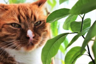 Котики