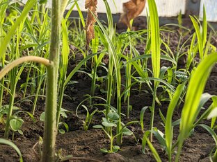 Интересные факты