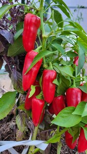 Перец сладкий и острый