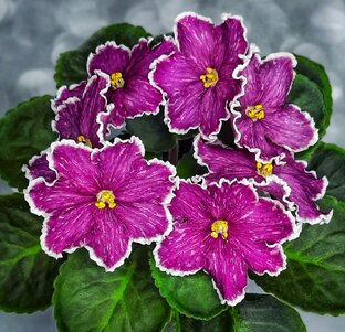 Знакомство с сортом