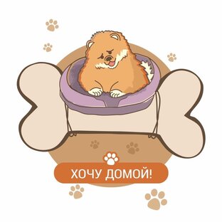 Шпицы ищут дом